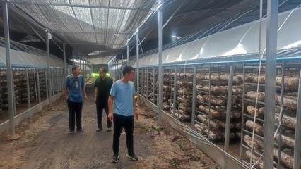 万荣县农副产品加工发展服务中心对香菇越夏管理进行技术指导
